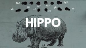 The Hippo · Plans, Patterns and Ideas in the Hippopotamus Opening